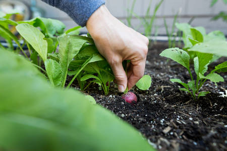 Close-Up of a Woman Pulling a Radish from a Garden Bed
