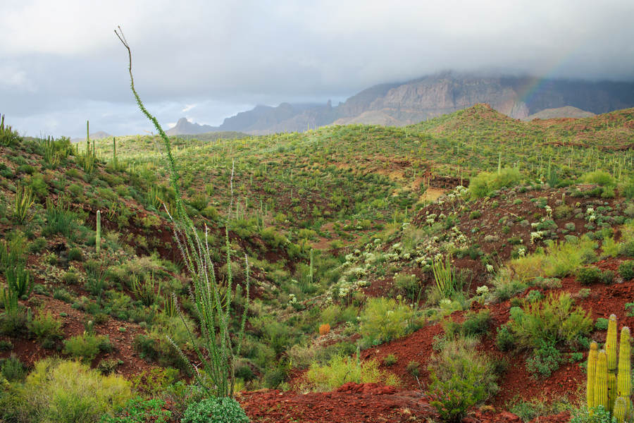 Sonoran Desert in Spring with Stock Photo - PixelTote
