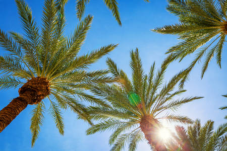 Low-Angle View of Palm Trees Against the Clear Sky