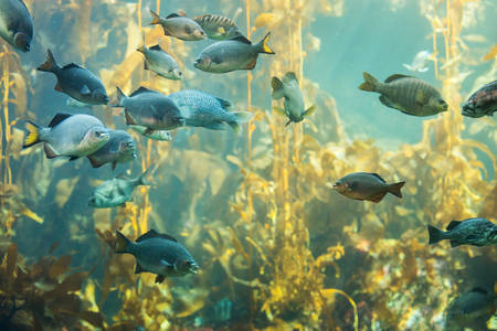 Aquarium Tank with a School of Fish and a Kelp Forest