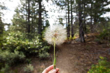 Woman's Hand Holding Dry Fluffy Dandelion in Front of a Camera