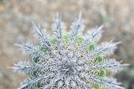 Overhead Shot of a Pointy Cactus in a Desert