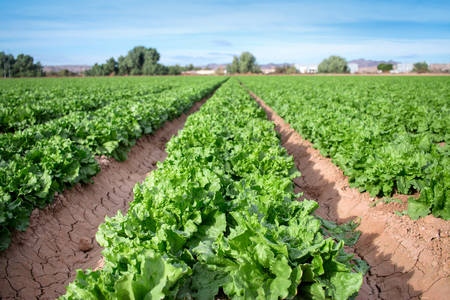 Low-Angle View of a Row of a Leafy Green Lettuce in the Field