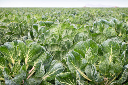 View of Brussel Sprouts in a Field