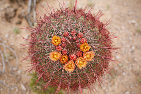 Directly from Above View of a Barrel Cactus Blooming