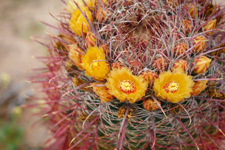 Detailed View of a Barrel Cactus Blooming