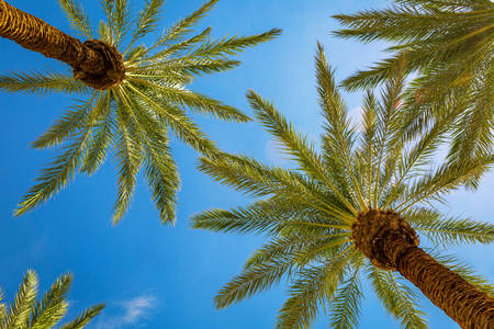 Low-Angle View of Palm Trees Against the Blue Sky