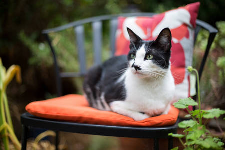 Domestic Cat Laying on a Chair Outdoors