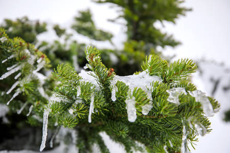 Close-Up View of Icicles Hanging from an Evergreen