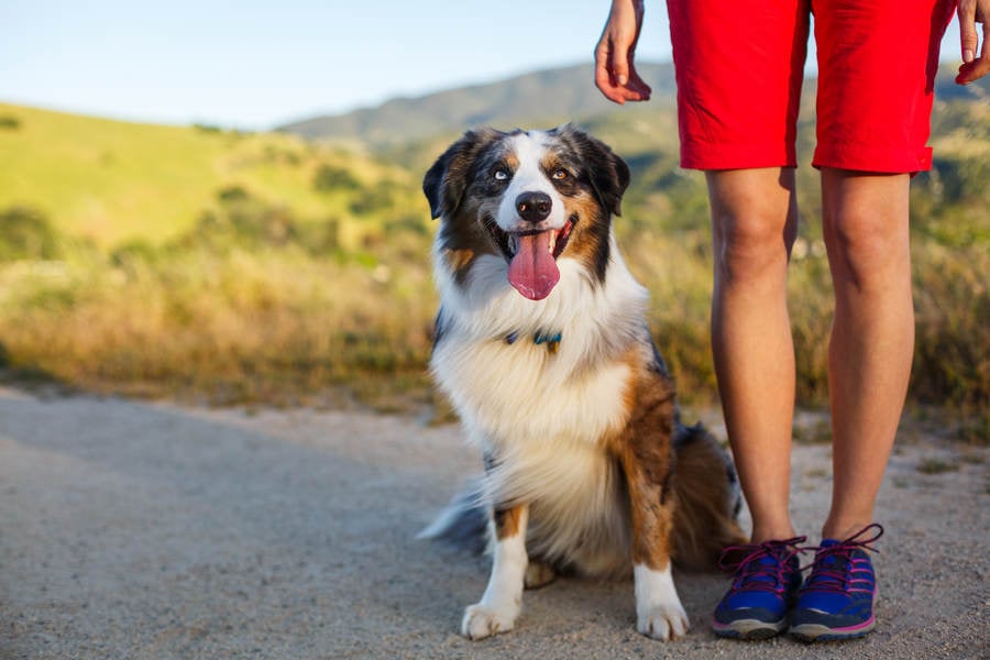 girl australian shepherd