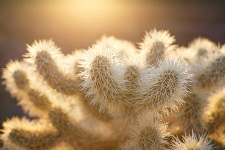 Cholla Cactus in the Morning Sun