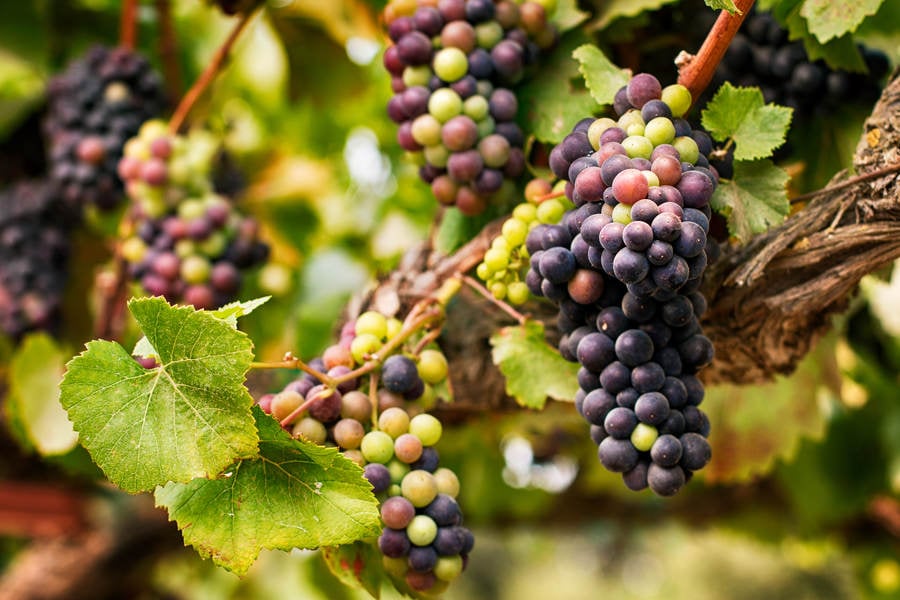 CloseUp of Wine Grapes in a Stock Photo PixelTote