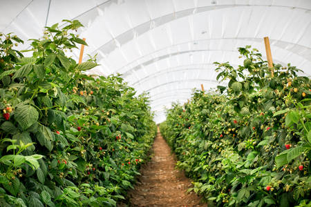Between-The-Rows View of Raspberry Plants on a Farm
