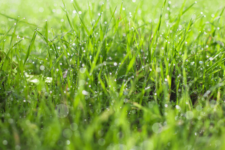 Detailed View of Blades of Green Grass Stock Photo — PixelTote