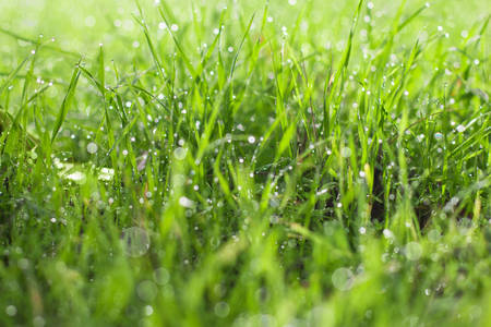 Detailed View of Blades of Green Grass