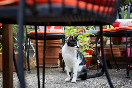Domestic Black and White Cat Sitting in a Backyard