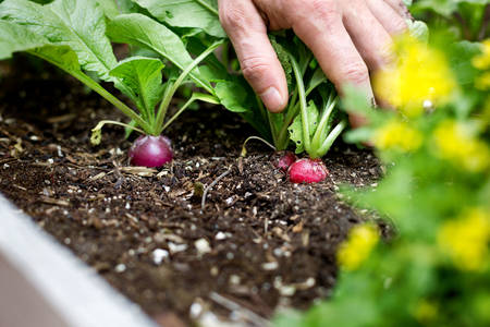 Close-Up of a Man Inspecting Radishes in a Garden Bed