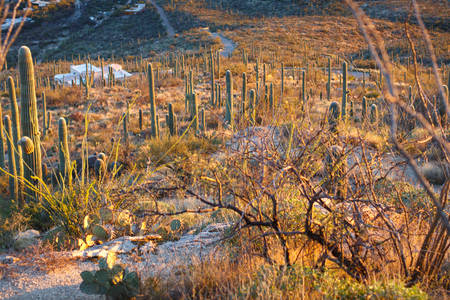 Panoramic View of a Desert with Cacti Before Sunset