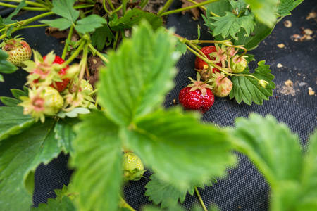 Close-Up of Fresh Ripe Strawberries Ready for Harvest