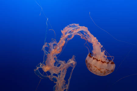 Jellyfish Swimming in Water in an Aquarium Tank