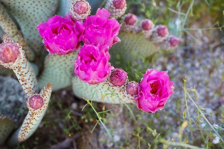 Close-Up of a Prickly Pear Cactus Blooming
