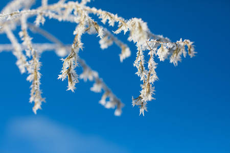 Close-Up View of Frost Covered Branches of a Tree