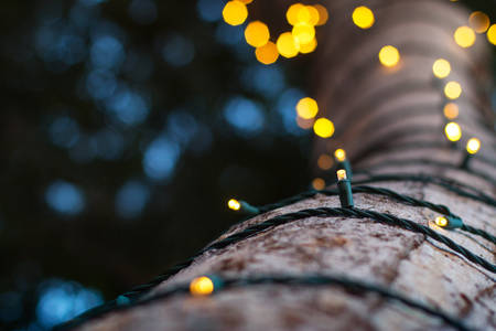 Low-Angle View of Christmas Lights Wrapped Around the Trunk of a Tree