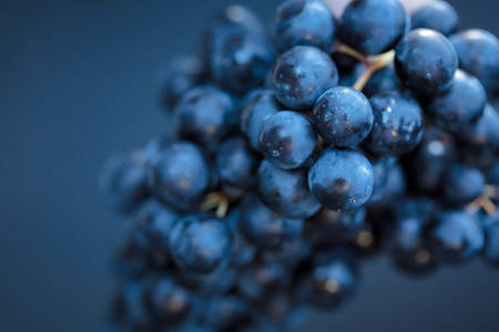 Close-Up of Ripe Grapes on a Vine on Blue Background