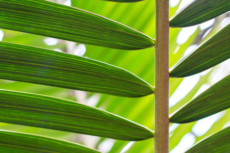 Detail of a Palm Tree Leaf from a Low Angle View