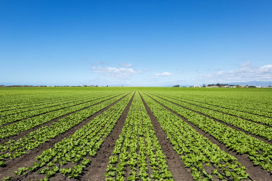 View of Rows of Spinach in a Stock Photo - PixelTote