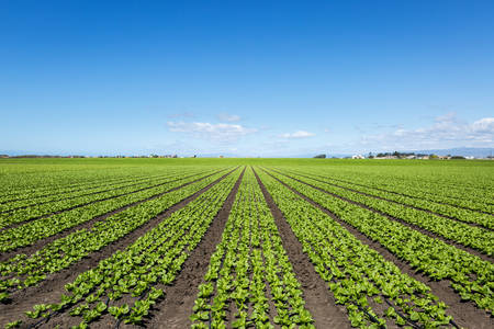 View of Rows of Spinach in a Field