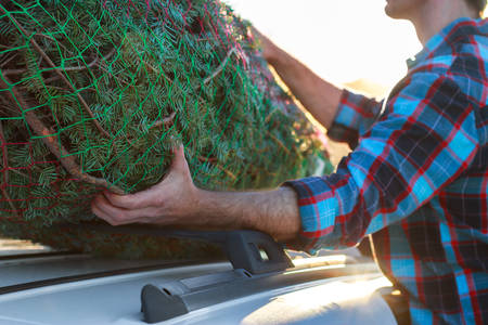 Man Unloading Christmas Tree from the Roof of a Car