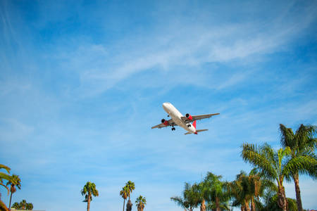 Commercial Airplane in Flight Above Palm Trees